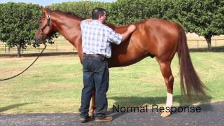 Equine Neurologic Exam by Mark DePaolo DVM [upl. by Rianna]