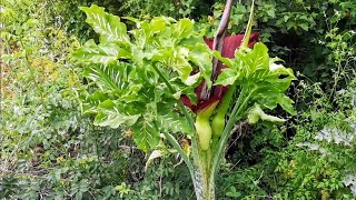 Yılan Bıcağı  Dracunculus vulgaris [upl. by Llertnac260]