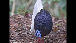 Beauty of Bornean native Bulwers Pheasant birdsnaturelovers nature [upl. by Nauqram]