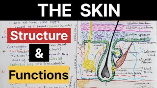 Skin in Hindi l Integumentary System l Anatomy l Structure l Layers lFunctions [upl. by Giza776]