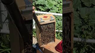 Vacuuming Bee Box Timelapse KeeperOfTheWildBeesgm2in bee beelife beekeeping swarming [upl. by Ayian522]