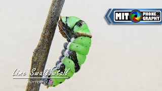 Female Papilio demoleus Lime Swallowtail  Caterpillar to Butterfly Transformation  Timelapse [upl. by Notsej]