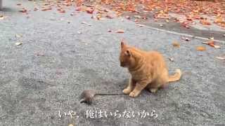 【閲覧注意】【公園猫戦争】公園の茶トラ猫、手土産にネズミを持参する The red tabby gave me the hunted mouse [upl. by Mcbride499]