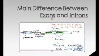 Difference Between Introns and Exons  For BSc and MSc  ALL ABOUT BIOLOGY [upl. by Anitap82]