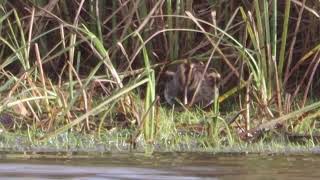 Jack Snipe Oslo [upl. by Cleary]