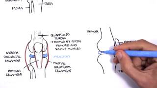 Clinical Anatomy  Knee [upl. by Gosnell]