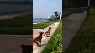 Twin Malinois Magic Synchronized Fence Leap Belgian shepherd Malinois Jump Tandem [upl. by Bish]