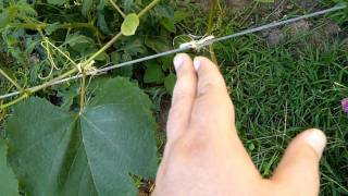 How to Train Grape Vines [upl. by Adnilab]