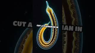 Planarian Flatworms Natures Regeneration Masters [upl. by Annoyek]