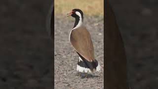 Have you seen any Lapwing speciesshorts animals birds birdslover lapwing [upl. by Kciremed]