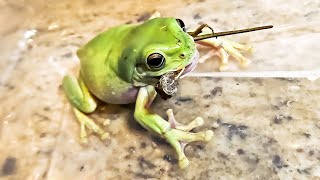 Australian Green Tree Frog eating a Lizard [upl. by Nasya]