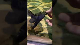 Hypostomus plecostomus [upl. by Hendrickson]