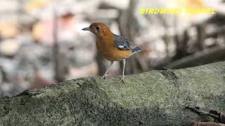 Orangeheaded Thrush [upl. by Sokairyk]