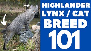 Highlander LynxCat 101  Breed amp Personality [upl. by Ron]