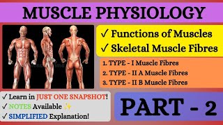 💪🏻MUSCLE PHYSIOLOGY l SKELETAL MUSCLE FIBRES Type amp Muscle FUNCTIONS l Part  2 l Snapshot Learnings [upl. by Tila871]