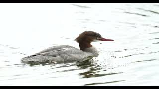 Der Gänsesäger the common merganser Mergus merganser [upl. by Riana]