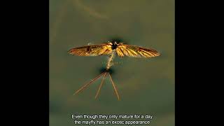 Insect with the shortest life Mayfly animals wildlife [upl. by Burner]