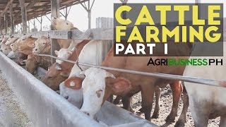 Cattle Farming Part 1  Cattle Farming in the Philippines  Agribusiness Philippines [upl. by Ingra140]