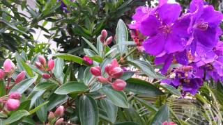 Tibouchina semidecandra flowers  princess flower  lasiandra glory bushes HD 08 [upl. by Ethelyn]