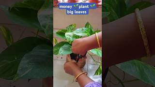 How to process maneyplant plant soil and plant it in tubsshortsvideo moneyplantbigpagegarden [upl. by Delphina]