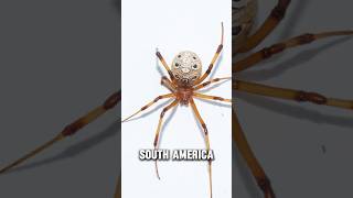 Latrodectus Geometricus  The Brown widow spider animals poisonousanimals spiders [upl. by Nilhtac]