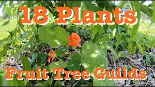 18 Understory Plants Growing in My Fruit Tree Guild and a few more I will try [upl. by Ydderf]