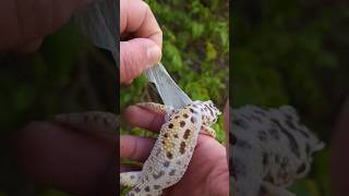 Helping your Leopard Gecko shed 🌞 [upl. by Dlaniger]