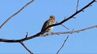 Woodlark Singing [upl. by Jeraldine392]