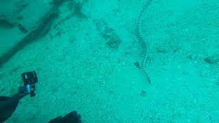 Al Boom Annulated Sea Snake Bahrain [upl. by Corney]