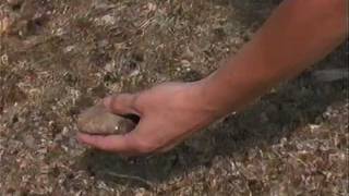 All About Petoskey Stones [upl. by Nosna]