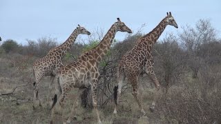 Auf Safari in Südafrika 23 Reportage  Doku  Dokumentation Deutsch [upl. by Hammock]