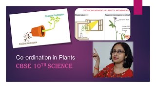 PhototropismChemotropismGeotropismHydrotropismCoordinationInPlantsCBSE10thBiology [upl. by Madra921]