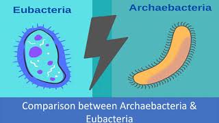 Comparison between Archaebacteria and Eubacteria [upl. by Lehcar933]