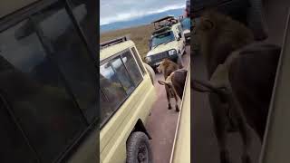 Unbelievable Lion Walks Among Vehicles Tourists in Shock [upl. by Territus]