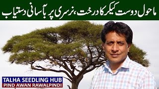 Acacia Tree Plants Review  Talha Seedling Hub Rawalpindi [upl. by Pasho]