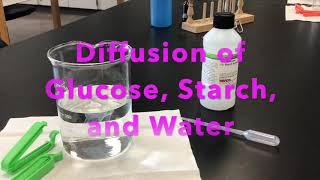 Diffusion of Water Glucose and Starch through a Dialysis Bag [upl. by Taryne601]