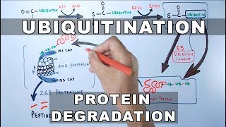 Ubiquitination of Proteins and Protein Degradation [upl. by Waddle]