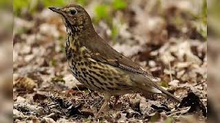 Richiamo tordo bottaccio Zip canto song thrush recall [upl. by Jansson]