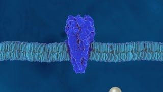 Aufbau und Eigenschaften der Proteine  Trailer Schulfilm Biologie [upl. by Wobniar81]