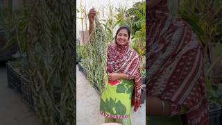 How to Store Curry Leaves Karri Patta for Lasting Full of Flavor curryleaves organicfarming [upl. by Ilojne]