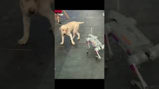 Labrador vs Robot Doggie [upl. by Ailaham]