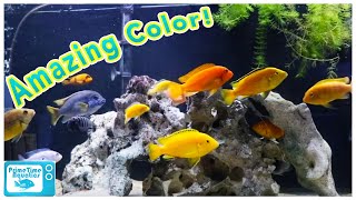 How to Set Up an Mbuna Cichlid Tank [upl. by Nohsar]