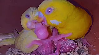 Parakeet Feeding Their Babies Budgies feeding Their Hungry Babys [upl. by Hildegaard854]