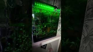 Grass Aquarium Beautiful Tank Light Setup 🔥 [upl. by Hsima87]