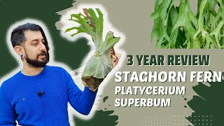 Staghorn Fern Review  3 Years Later  Platycerium superbum  is it an easy fern [upl. by Ecydnac757]