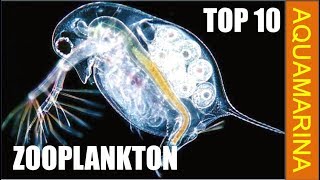 Top 10 types of zooplankton  zooplankton varieties [upl. by Lotsyrc]