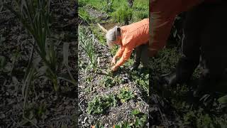 Daikon radish extraction [upl. by Araec647]