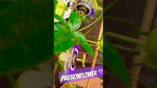 Passionflower Passiflora Caerulea update garden plants shortsvideo passionflower short shorts [upl. by Ytsirt]