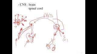 Pharmacology  Noradrenergic transmission [upl. by Yonatan412]