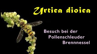 Urtica dioica Blühende Nessel und ein Besuch bei der Pollenschleuder trilingual [upl. by Niamor803]